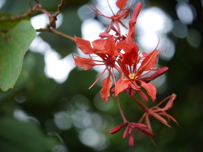 Bauhinia phoenicea, photographed by Dinesh Valke