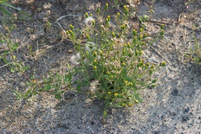 Senecio dubitabilis, photographed by Tatiana Strus