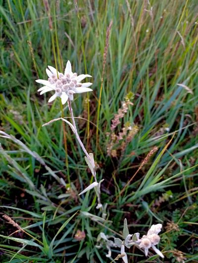 Leontopodium conglobatum, photographed by Владимир Преловский