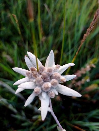 Leontopodium conglobatum, photographed by Владимир Преловский