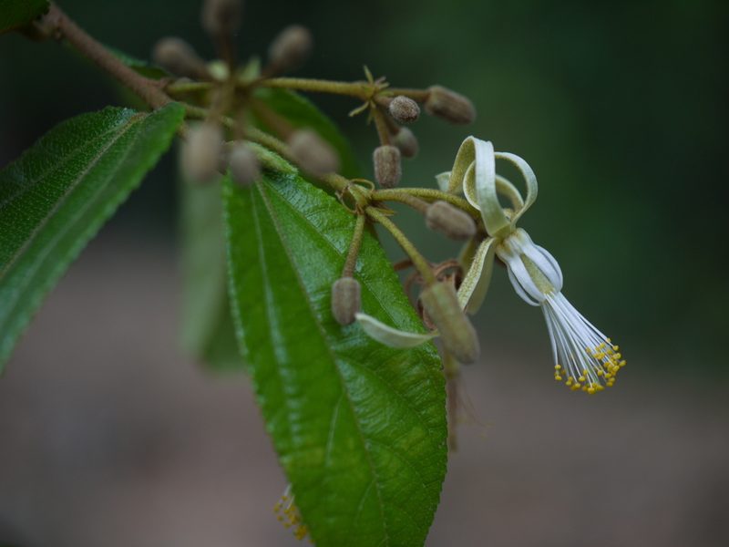 Microcos calymmatosepala, photographed by Dinesh Valke