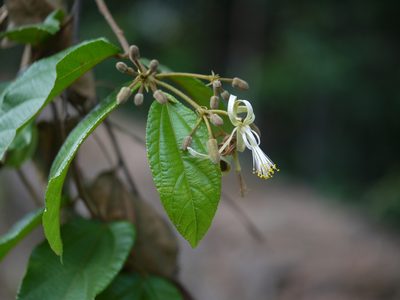 Microcos calymmatosepala, photographed by Dinesh Valke