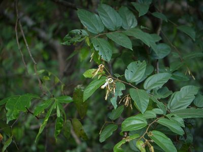 Microcos calymmatosepala, photographed by Dinesh Valke