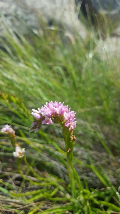 Schizochilus gerrardii, photographed by Hlengiwe Mtshali