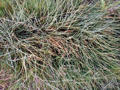 Ephedra monosperma, photographed by Владимир Преловский