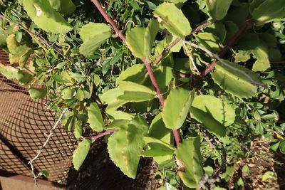 Cissus rotundifolia