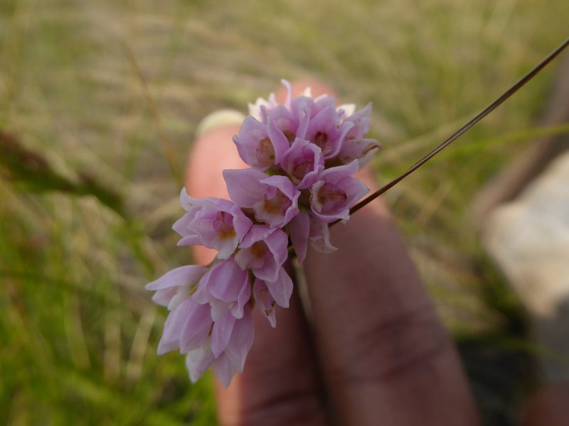Schizochilus gerrardii, photographed by Hlengiwe Mtshali
