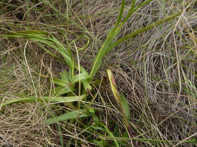 Schizochilus gerrardii, photographed by Hlengiwe Mtshali