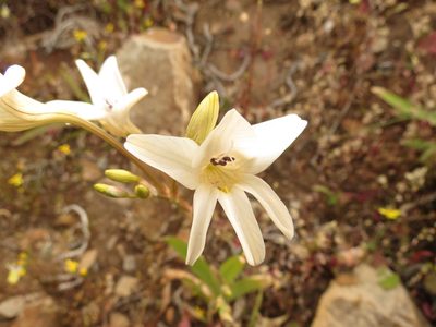 Tritonia pallida, photographed by Christiaan Viljoen