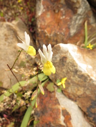 Nemesia ligulata, photographed by Christiaan Viljoen