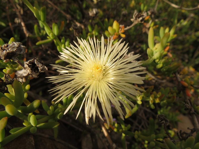 Mesembryanthemum splendens, photographed by Christiaan Viljoen