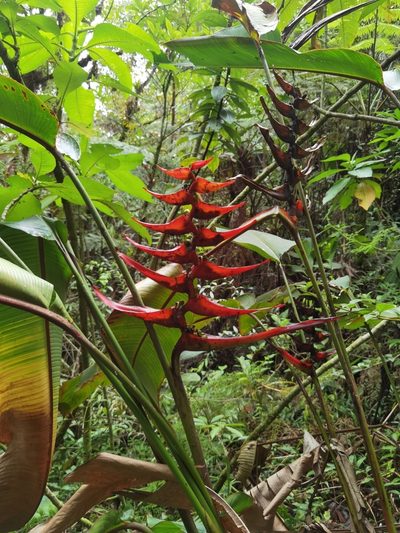 Heliconia lankesteri, photographed by Eduardo Chacón Madrigal