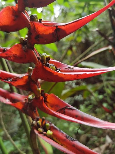 Heliconia lankesteri, photographed by Eduardo Chacón Madrigal