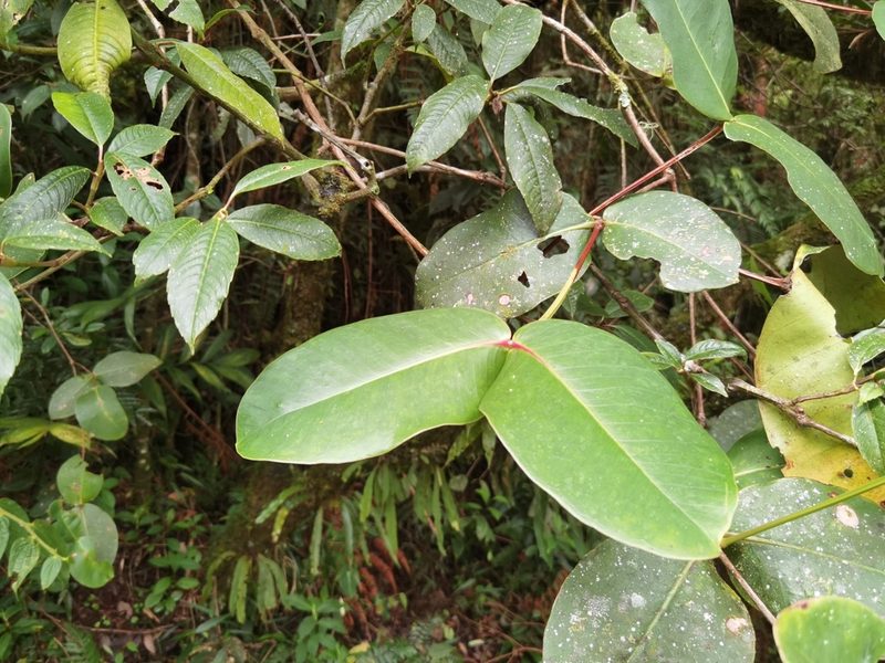 Alzatea verticillata, photographed by Eduardo Chacón Madrigal