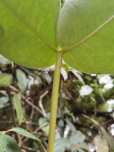 Alzatea verticillata, photographed by Eduardo Chacón Madrigal