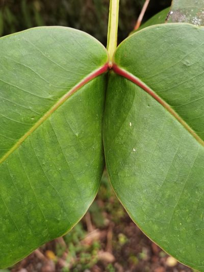 Alzatea verticillata, photographed by Eduardo Chacón Madrigal