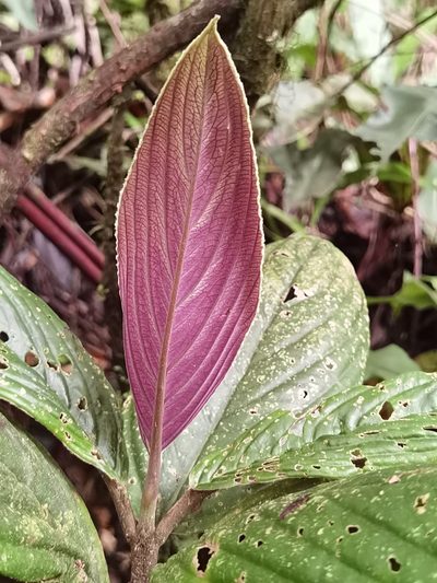 Besleria notabilis, photographed by Eduardo Chacón Madrigal