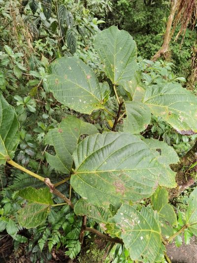 Alchornea latifolia, photographed by Eduardo Chacón Madrigal