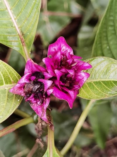 Palicourea chiriquiensis, photographed by Eduardo Chacón Madrigal