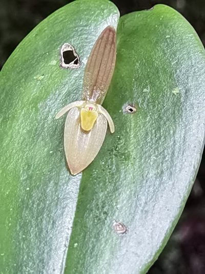 Pleurothallis homalantha, photographed by Eduardo Chacón Madrigal