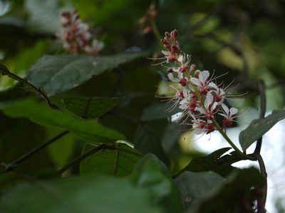 Humboldtia brunonis, photographed by Dinesh Valke