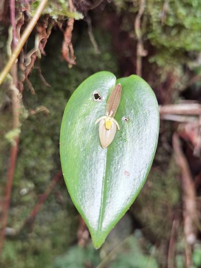 Pleurothallis homalantha, photographed by Eduardo Chacón Madrigal