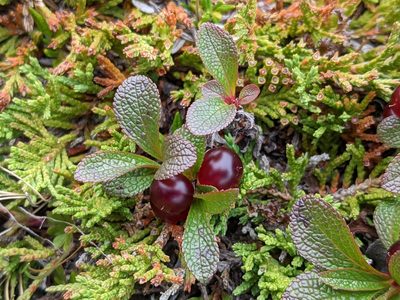 Arctous rubra, photographed by Todd Boland