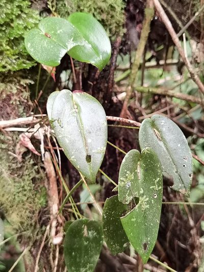 Pleurothallis homalantha, photographed by Eduardo Chacón Madrigal