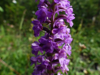 Gymnadenia conopsea, photographed by Isabella Paleari
