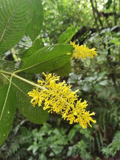 Palicourea lasiorrhachis, photographed by Eduardo Chacón Madrigal
