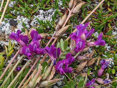 Oxytropis campestris, photographed by Todd Boland