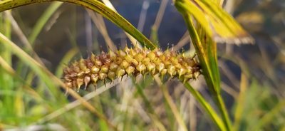 Carex utriculata, photographed by Алексей Ябс
