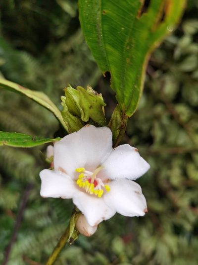 Blakea grandiflora, photographed by Eduardo Chacón Madrigal