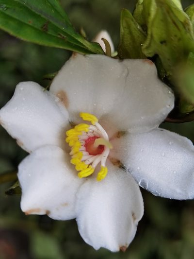 Blakea grandiflora, photographed by Eduardo Chacón Madrigal