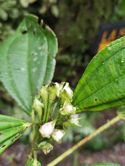 Blakea grandiflora, photographed by Eduardo Chacón Madrigal