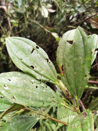 Blakea grandiflora, photographed by Eduardo Chacón Madrigal
