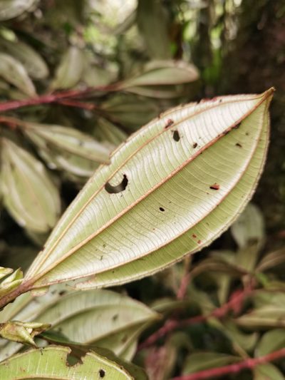Blakea grandiflora, photographed by Eduardo Chacón Madrigal