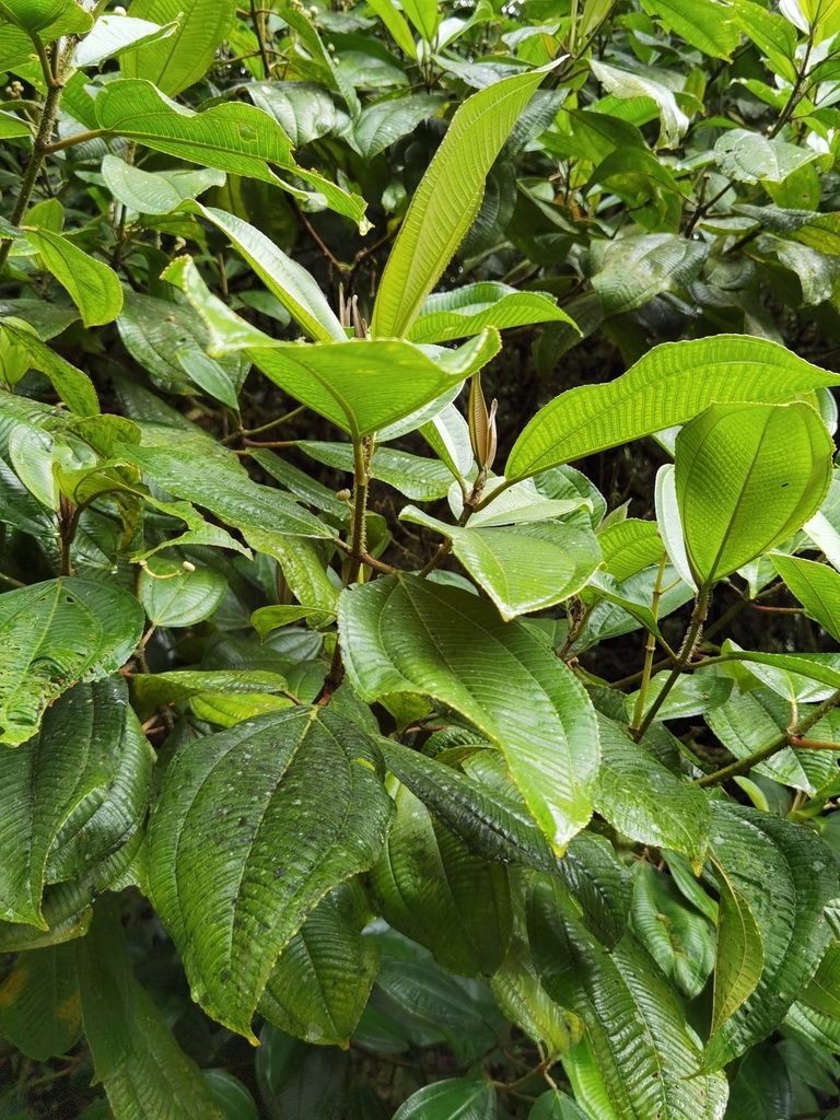 Miconia conosetifera, photographed by Eduardo Chacón Madrigal