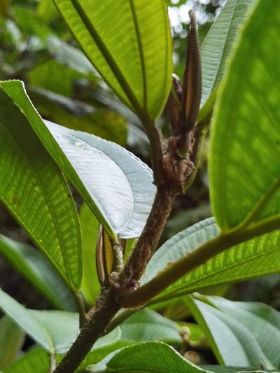 Miconia conosetifera, photographed by Eduardo Chacón Madrigal