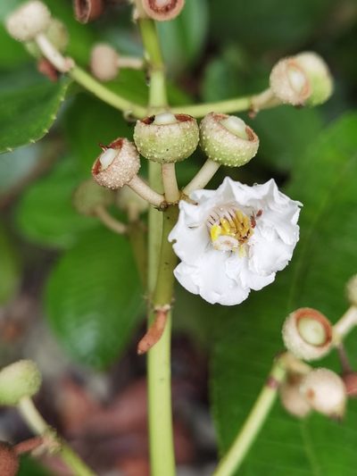 Miconia conosetifera, photographed by Eduardo Chacón Madrigal