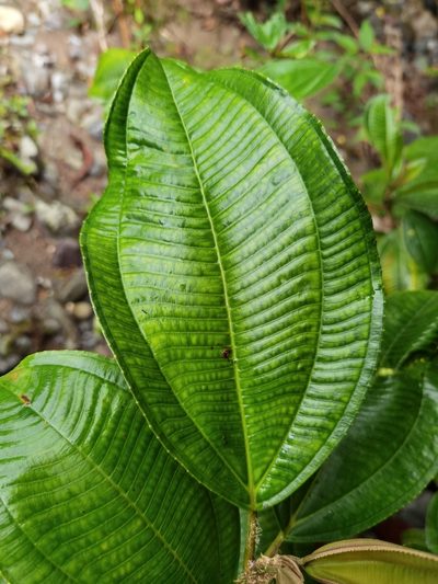 Miconia conosetifera, photographed by Eduardo Chacón Madrigal