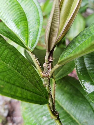 Miconia conosetifera, photographed by Eduardo Chacón Madrigal