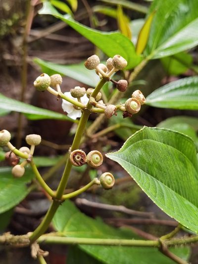 Miconia conosetifera, photographed by Eduardo Chacón Madrigal