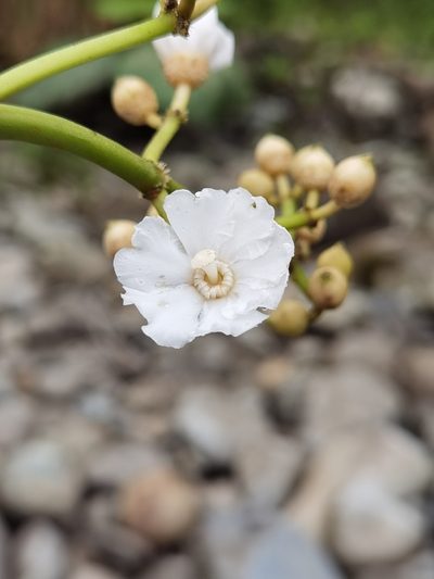 Miconia conosetifera, photographed by Eduardo Chacón Madrigal