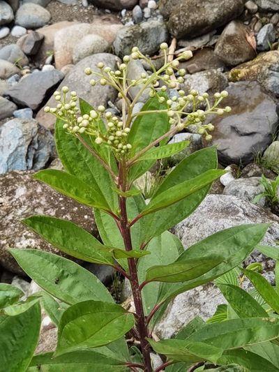 Baccharis pedunculata, photographed by Eduardo Chacón Madrigal