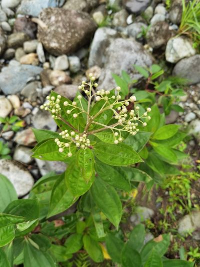 Baccharis pedunculata, photographed by Eduardo Chacón Madrigal