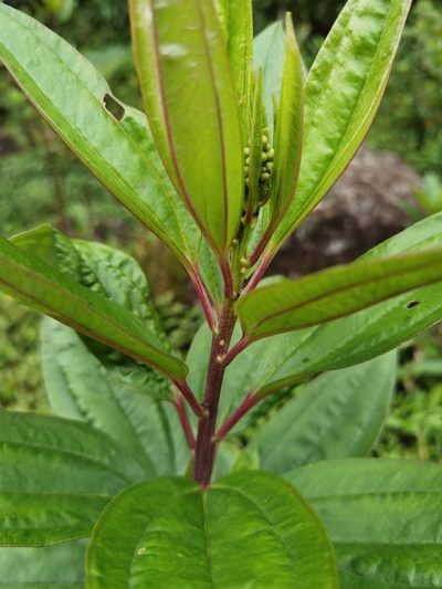 Baccharis pedunculata, photographed by Eduardo Chacón Madrigal