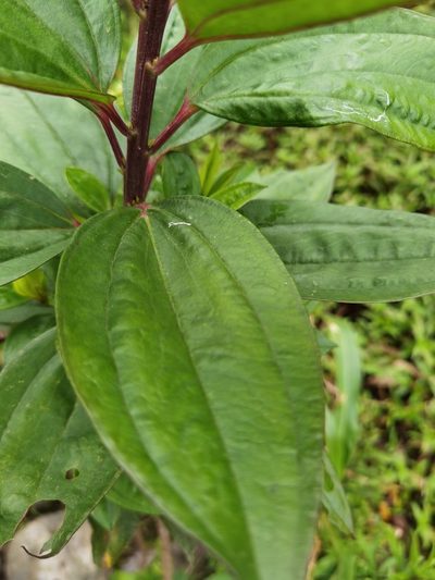 Baccharis pedunculata, photographed by Eduardo Chacón Madrigal