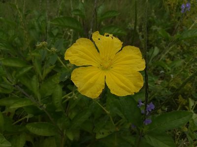 Luffa aegyptiaca, photographed by Paulmathi Vinod