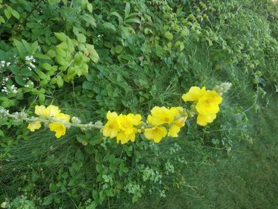 Verbascum phlomoides, photographed by Emmett Collins-Sussman
